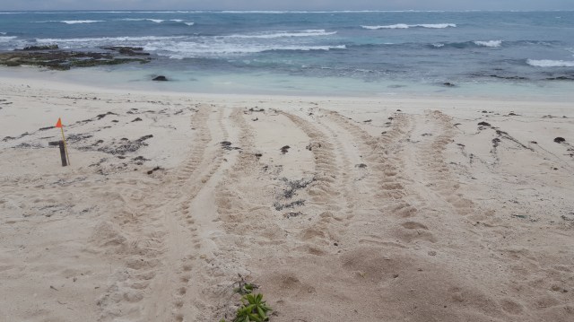 2017 0621 Caleta Tankah (16).jpg