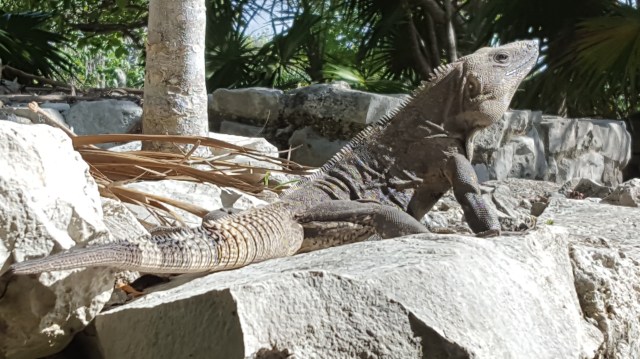 2017 0623 Tulum Ruins (51)